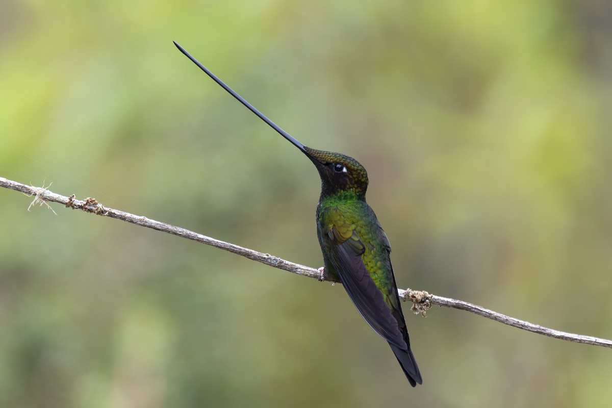 Sword-billed Hummingbird - ML621582468