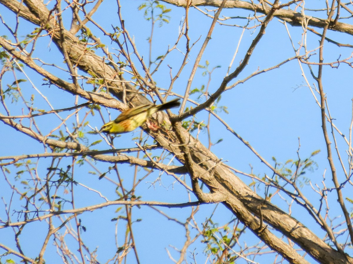 Cirl Bunting - Maria del Castillo