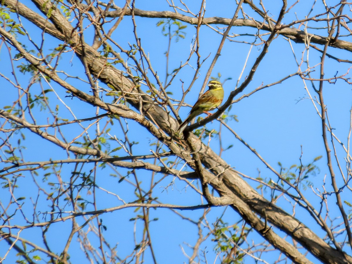 Cirl Bunting - ML621582507
