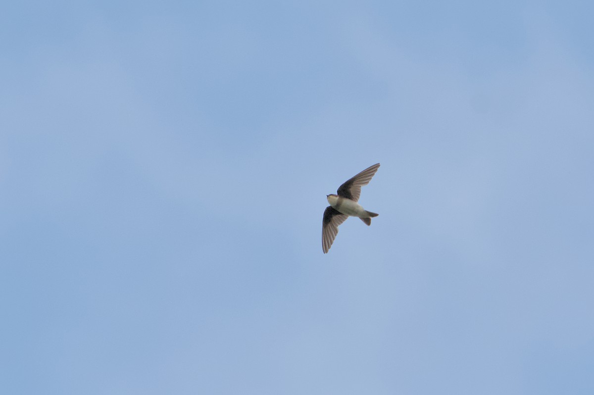 Northern Rough-winged Swallow - ML621582537