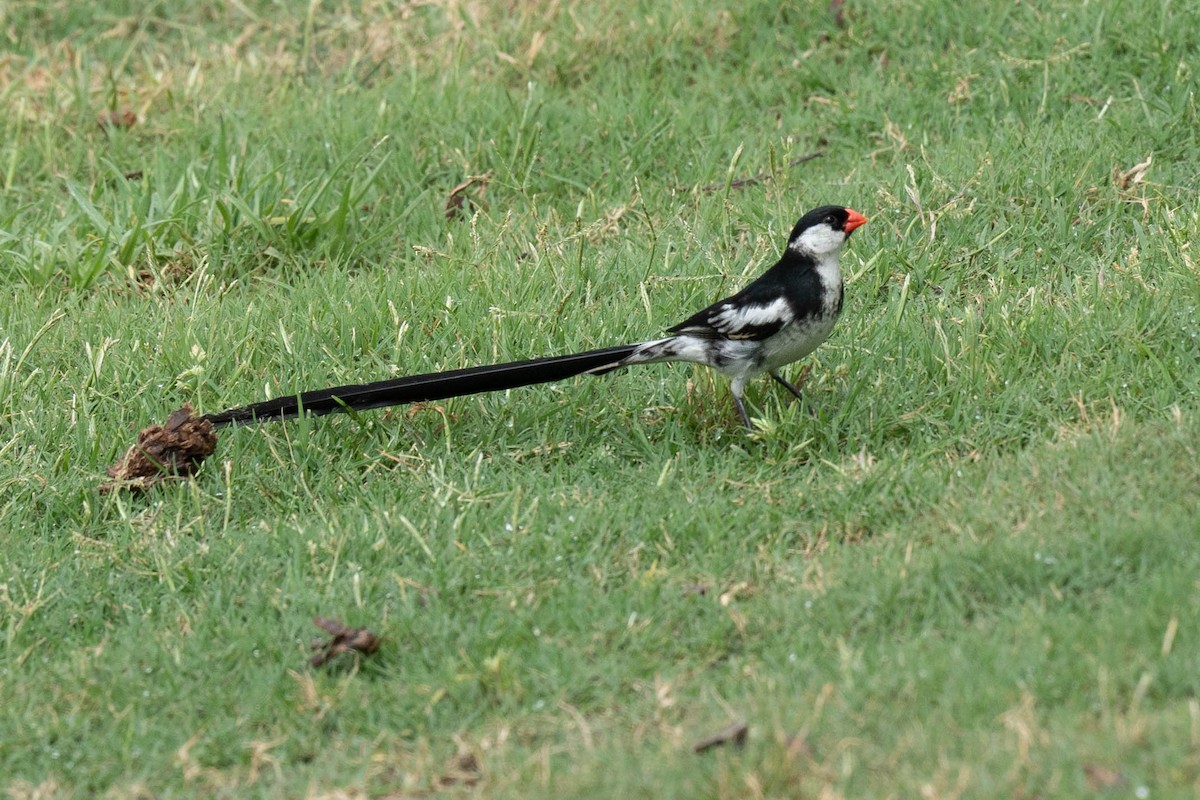 Pin-tailed Whydah - ML621582550