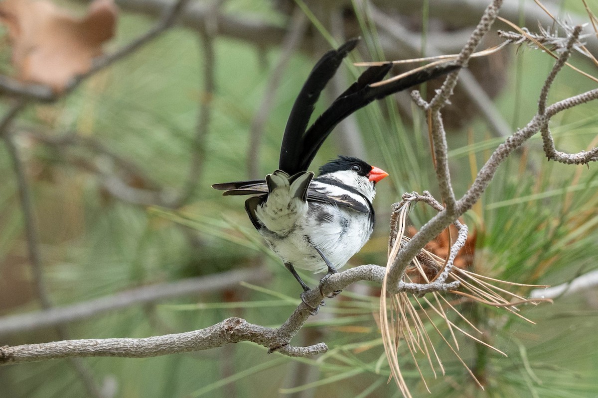 Pin-tailed Whydah - ML621582551