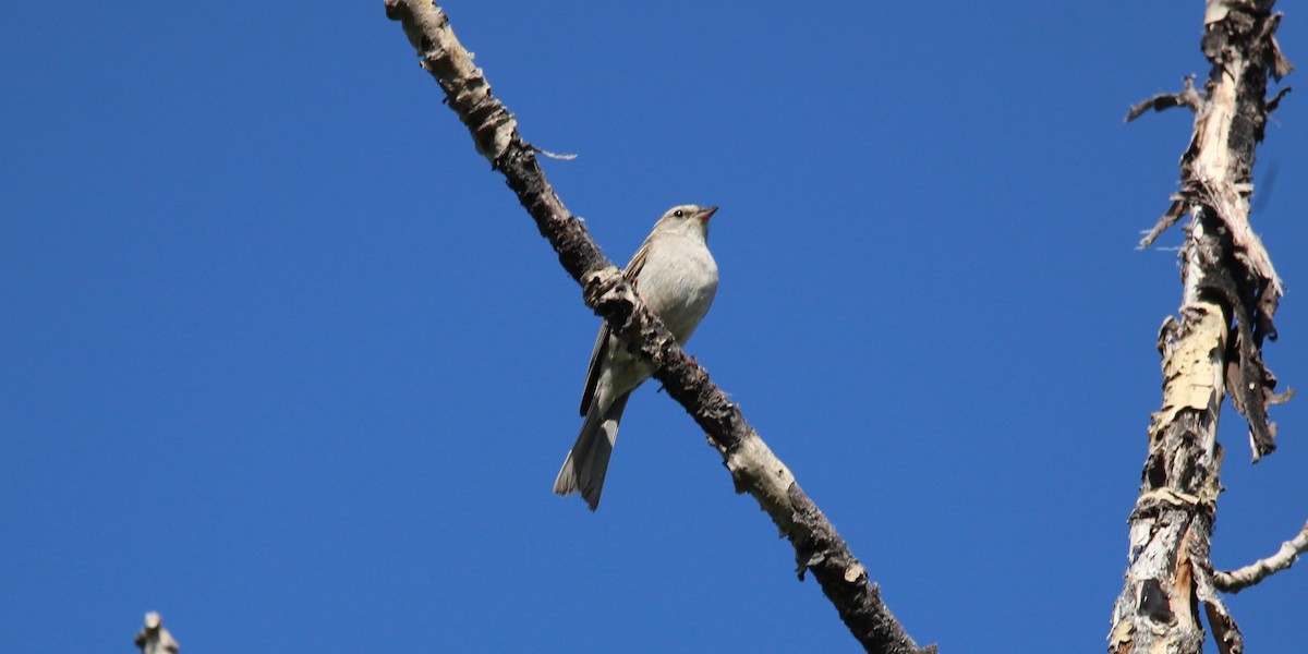Chipping Sparrow - ML621582698