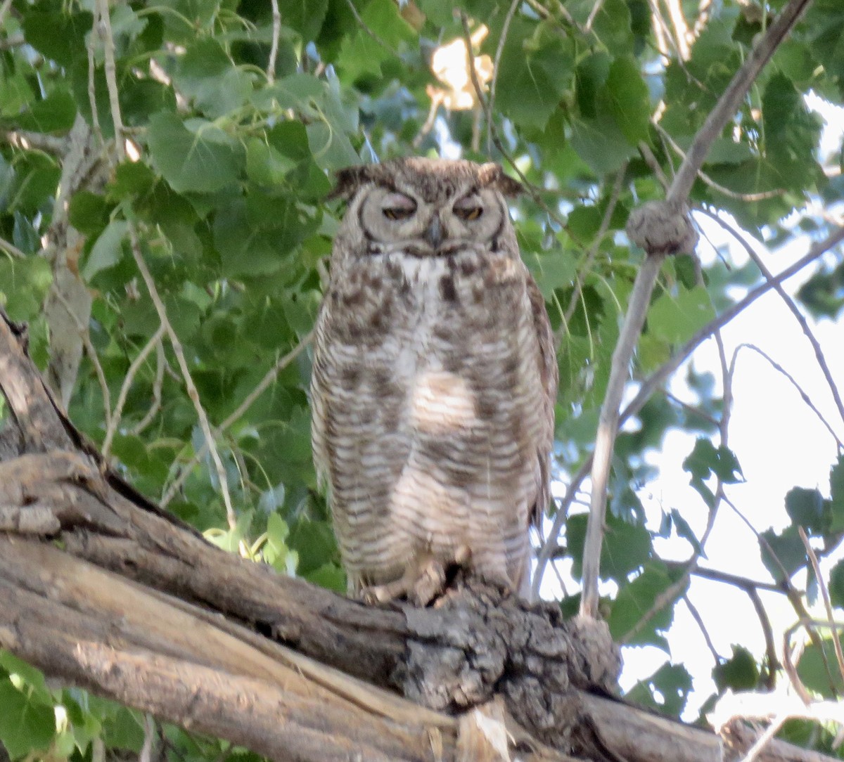 Great Horned Owl - ML621582744