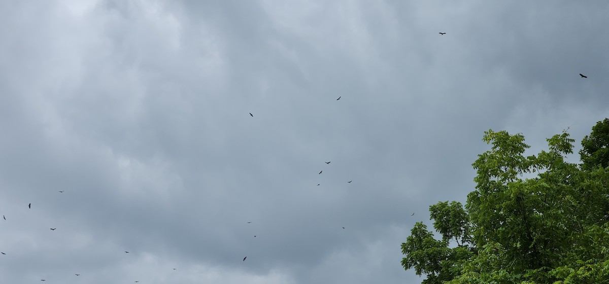 Turkey Vulture - ML621582818