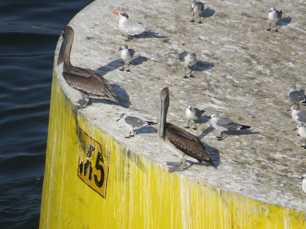 Brown Pelican - ML621582822