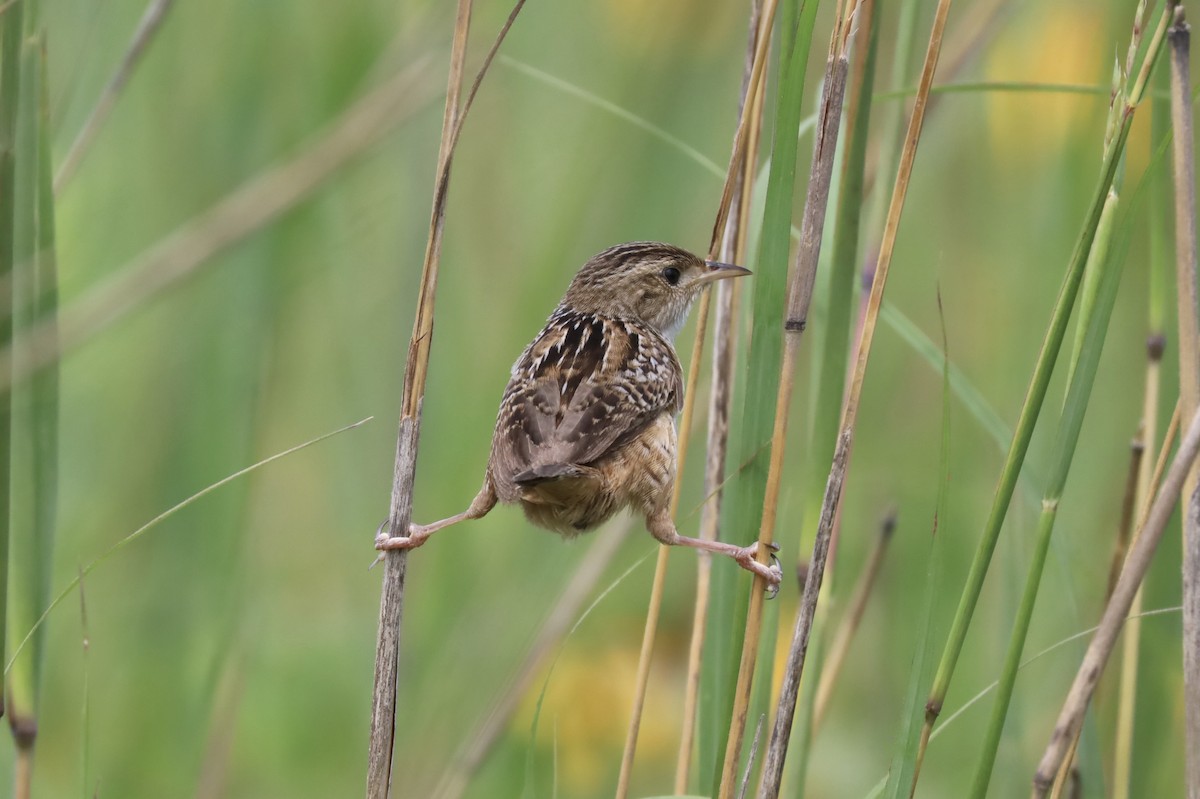Sedge Wren - ML621582930