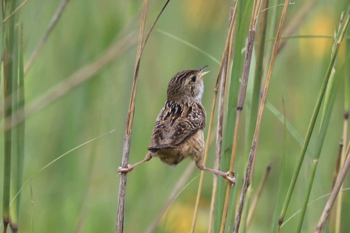 Sedge Wren - ML621582931
