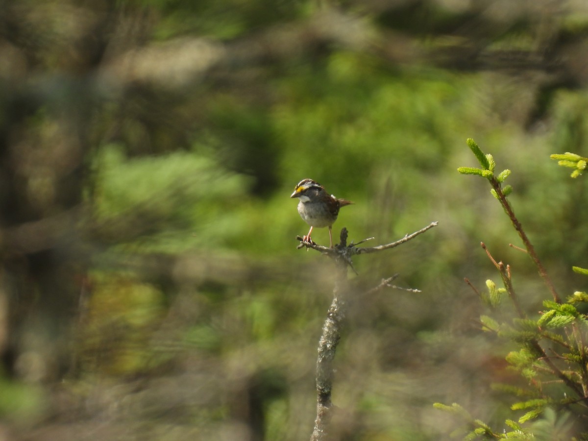 White-throated Sparrow - ML621583015