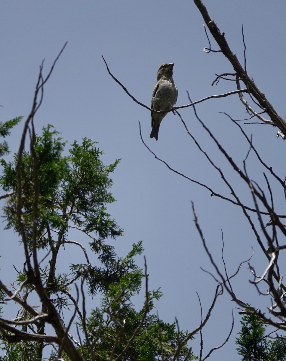 Arabian Grosbeak - Martin Kennewell