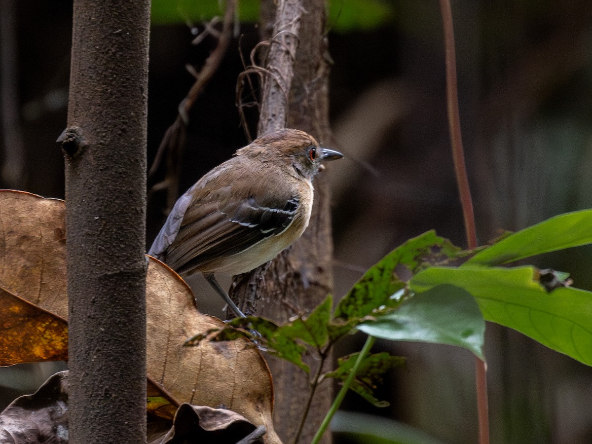 Black-tailed Antbird - ML621583098