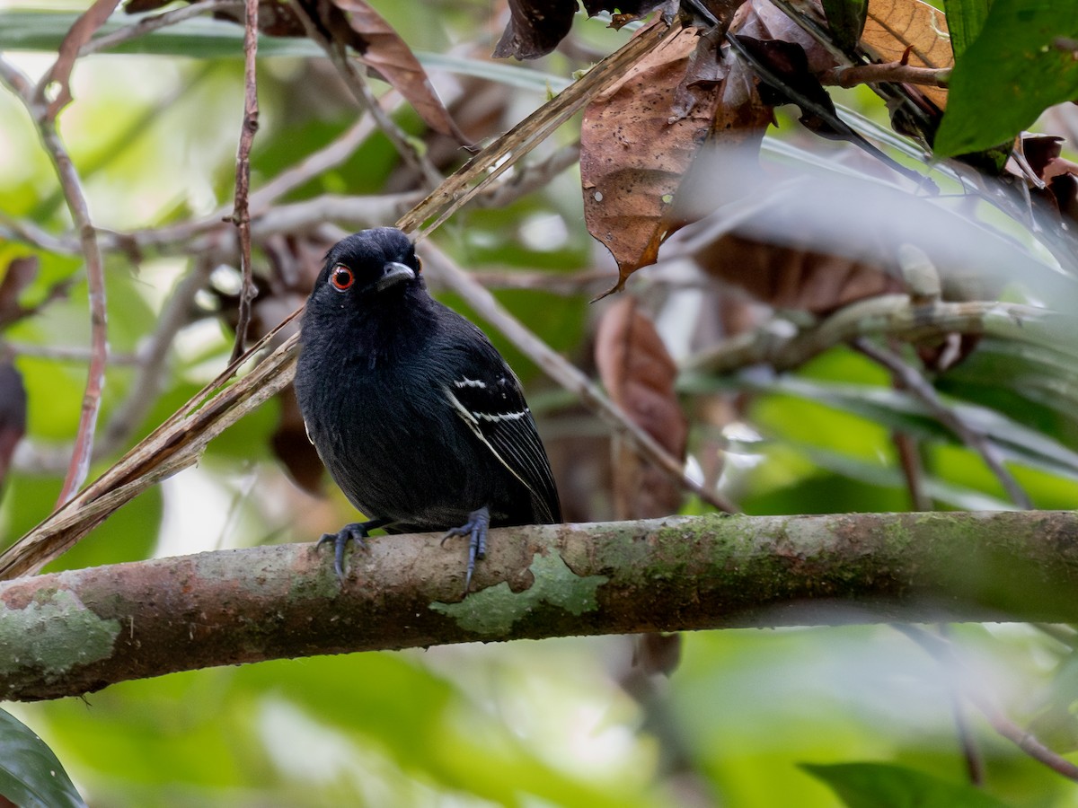 Black-tailed Antbird - ML621583099