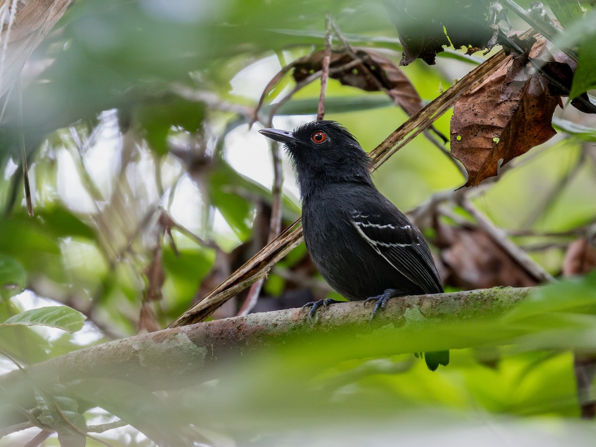 Black-tailed Antbird - ML621583100