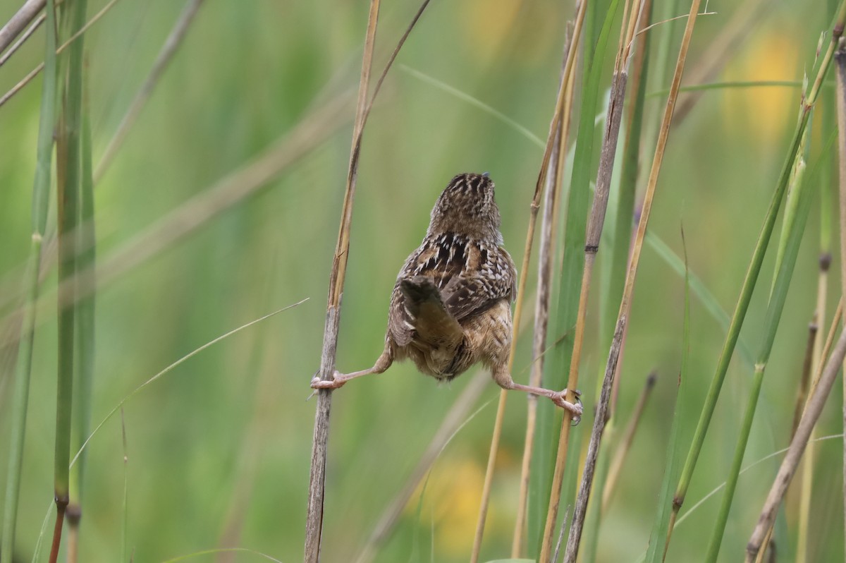 Sedge Wren - ML621583126