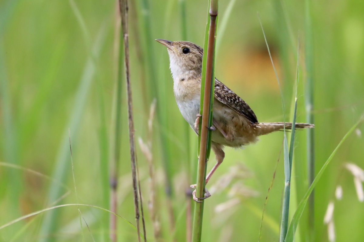 Sedge Wren - ML621583127
