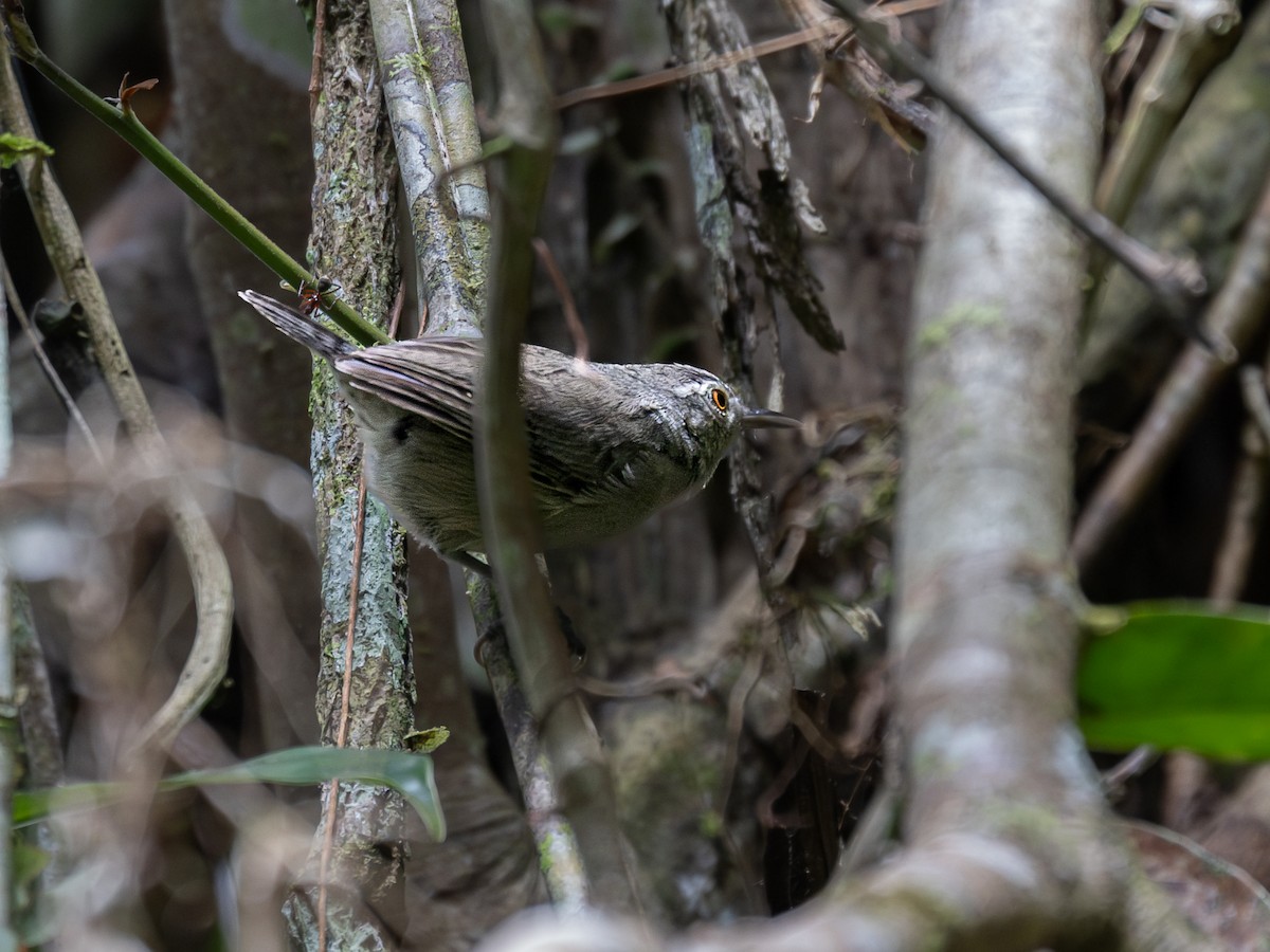 Gray Wren - ML621583135