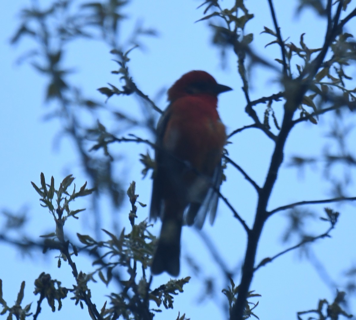 Flame-colored Tanager - ML621583160