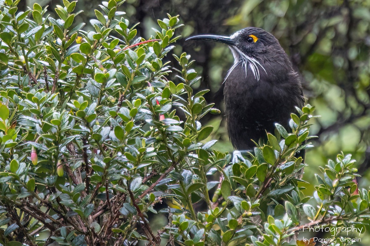 Long-bearded Honeyeater - ML621583207