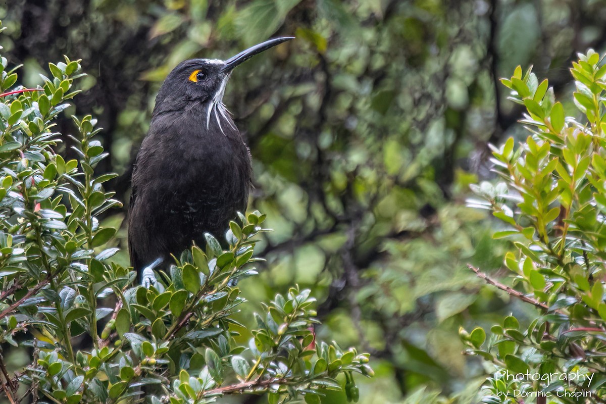 Long-bearded Honeyeater - ML621583208