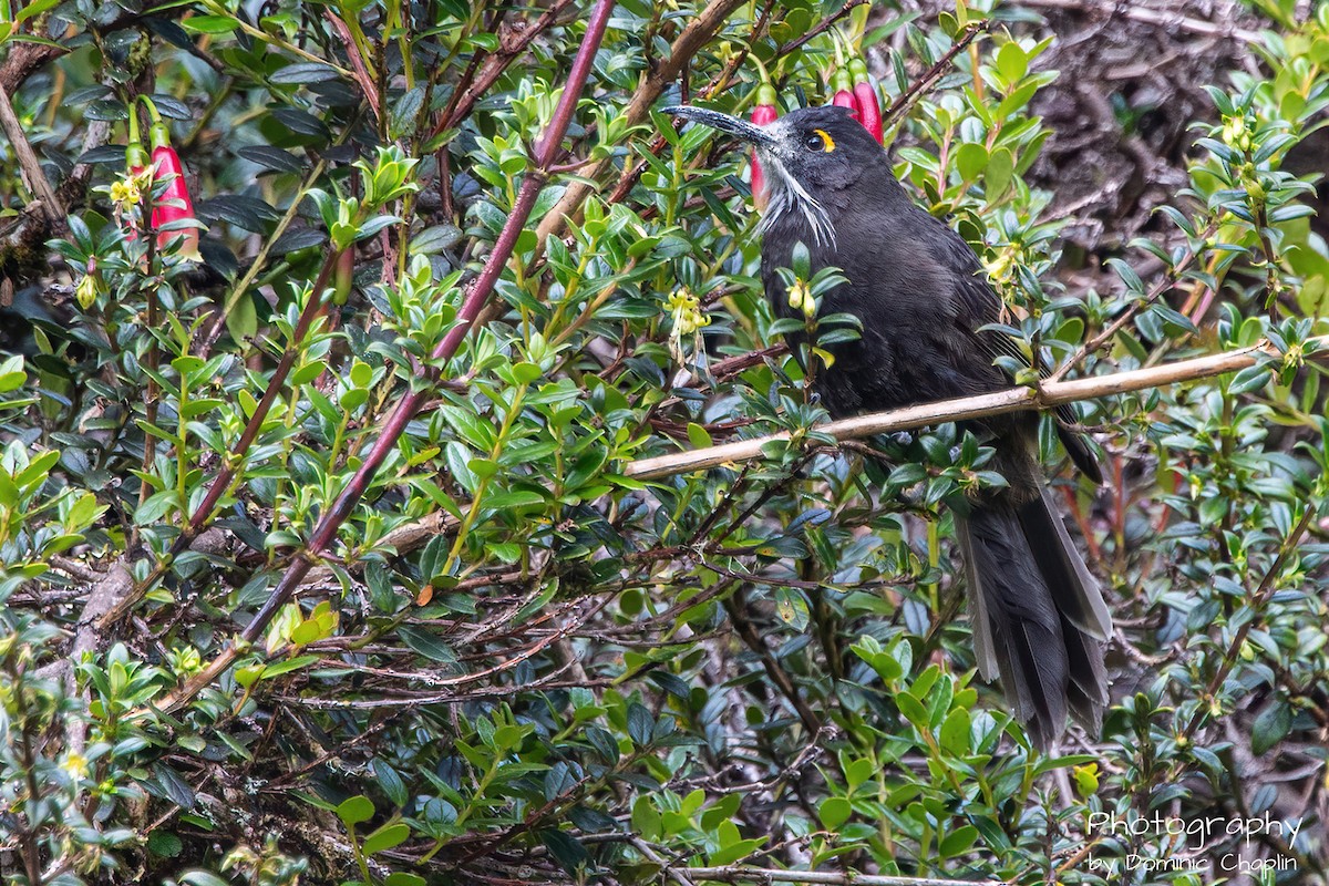 Long-bearded Honeyeater - ML621583210