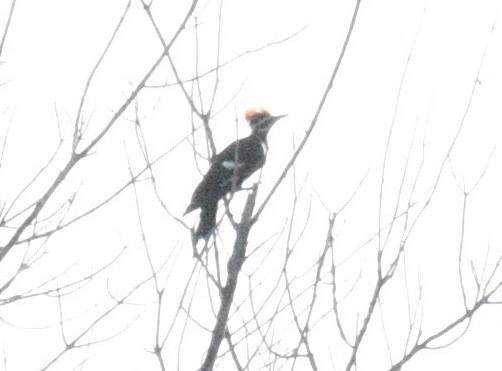 Pileated Woodpecker - ML621583241