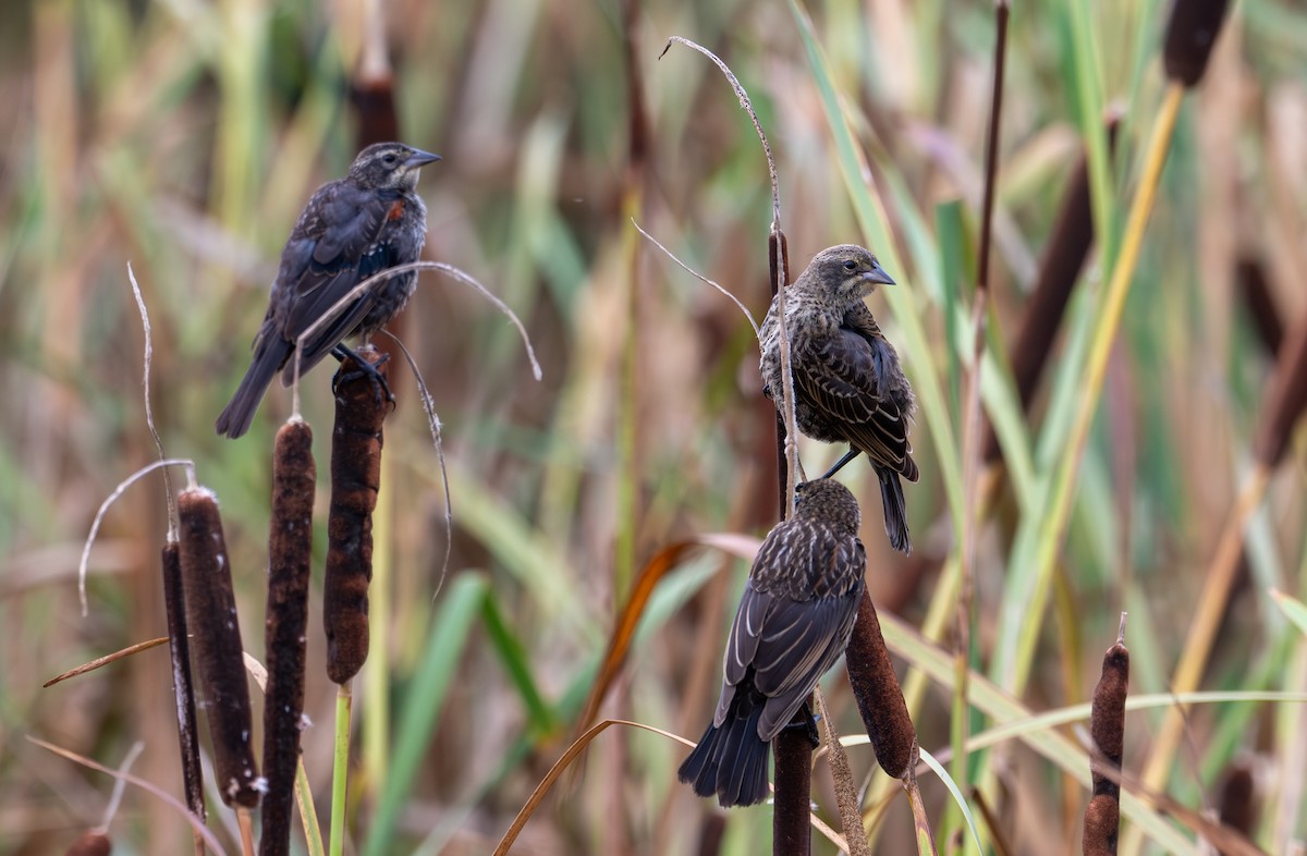 Red-winged Blackbird - ML621583300