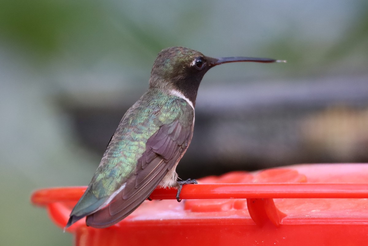 Black-chinned Hummingbird - ML621583323