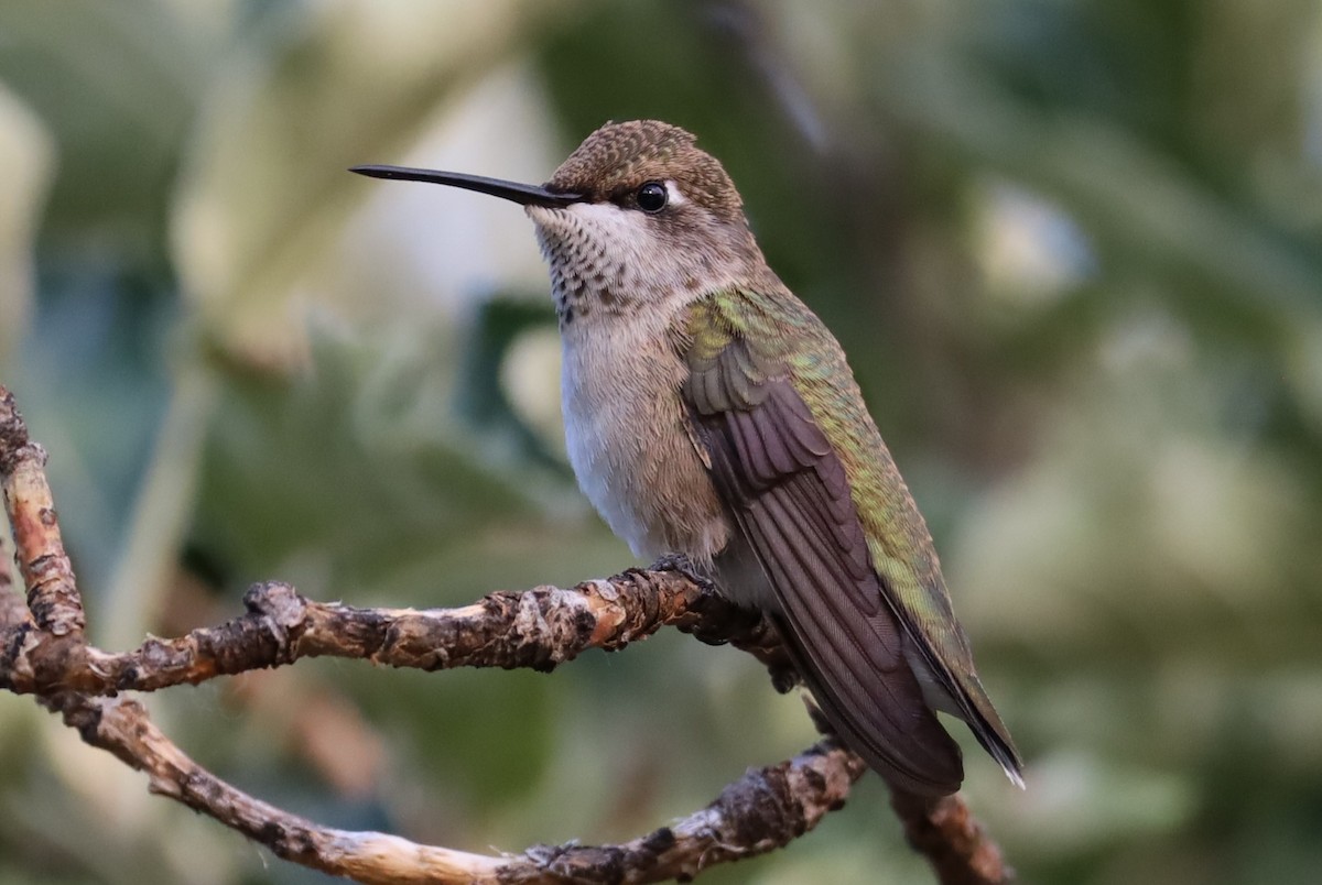 Black-chinned Hummingbird - ML621583325