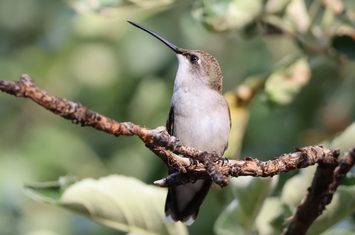 Black-chinned Hummingbird - ML621583327