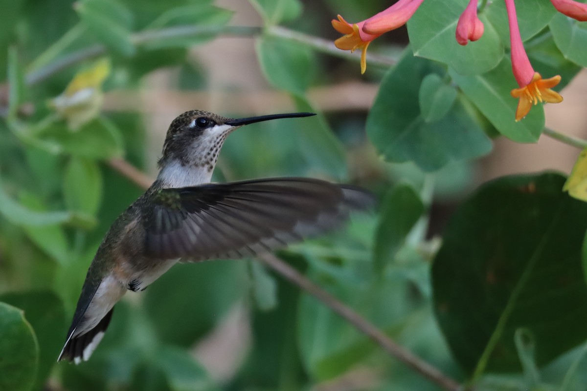 Black-chinned Hummingbird - ML621583330