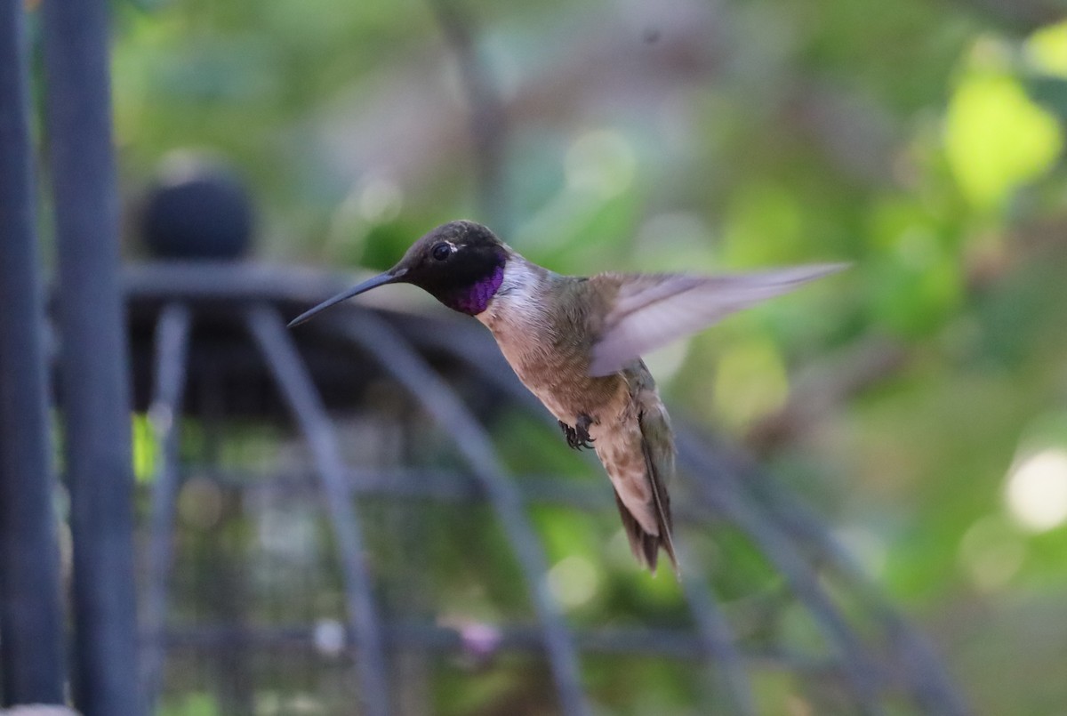 Black-chinned Hummingbird - ML621583333