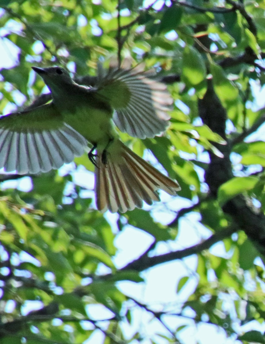 Great Crested Flycatcher - ML621583336