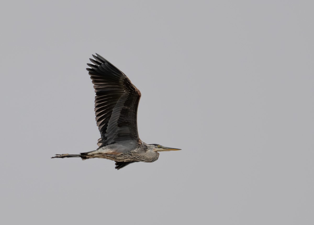 Great Blue Heron - ML621583337