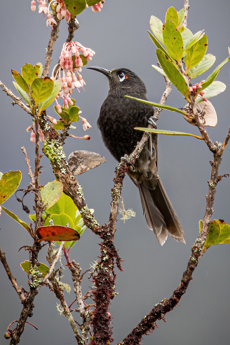 Sooty Honeyeater - ML621583339