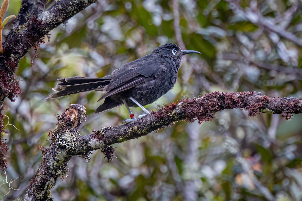 Sooty Honeyeater - ML621583352