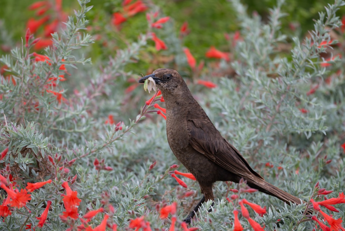Great-tailed Grackle - ML621583355