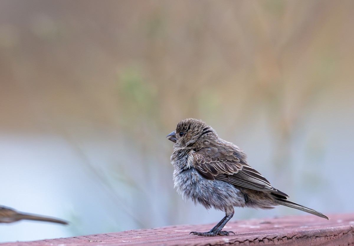 House Finch - ML621583390