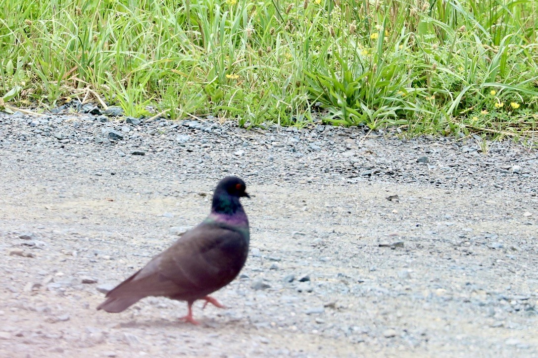 Rock Pigeon (Feral Pigeon) - ML621583394