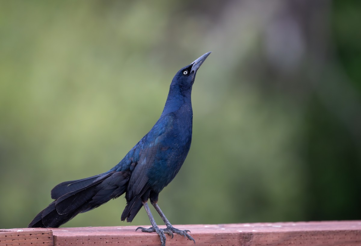 Great-tailed Grackle - Herb Elliott