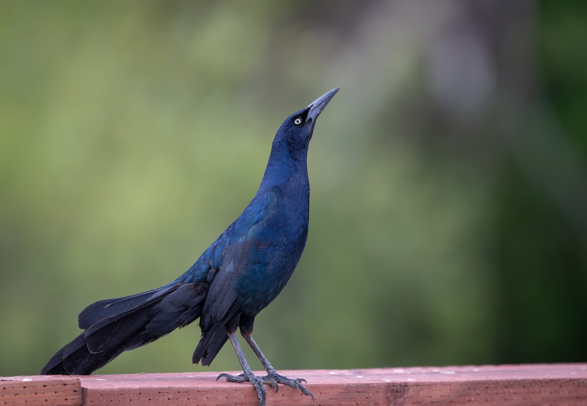 Great-tailed Grackle - ML621583438