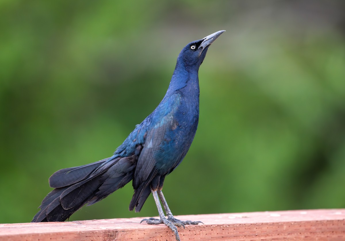 Great-tailed Grackle - ML621583443