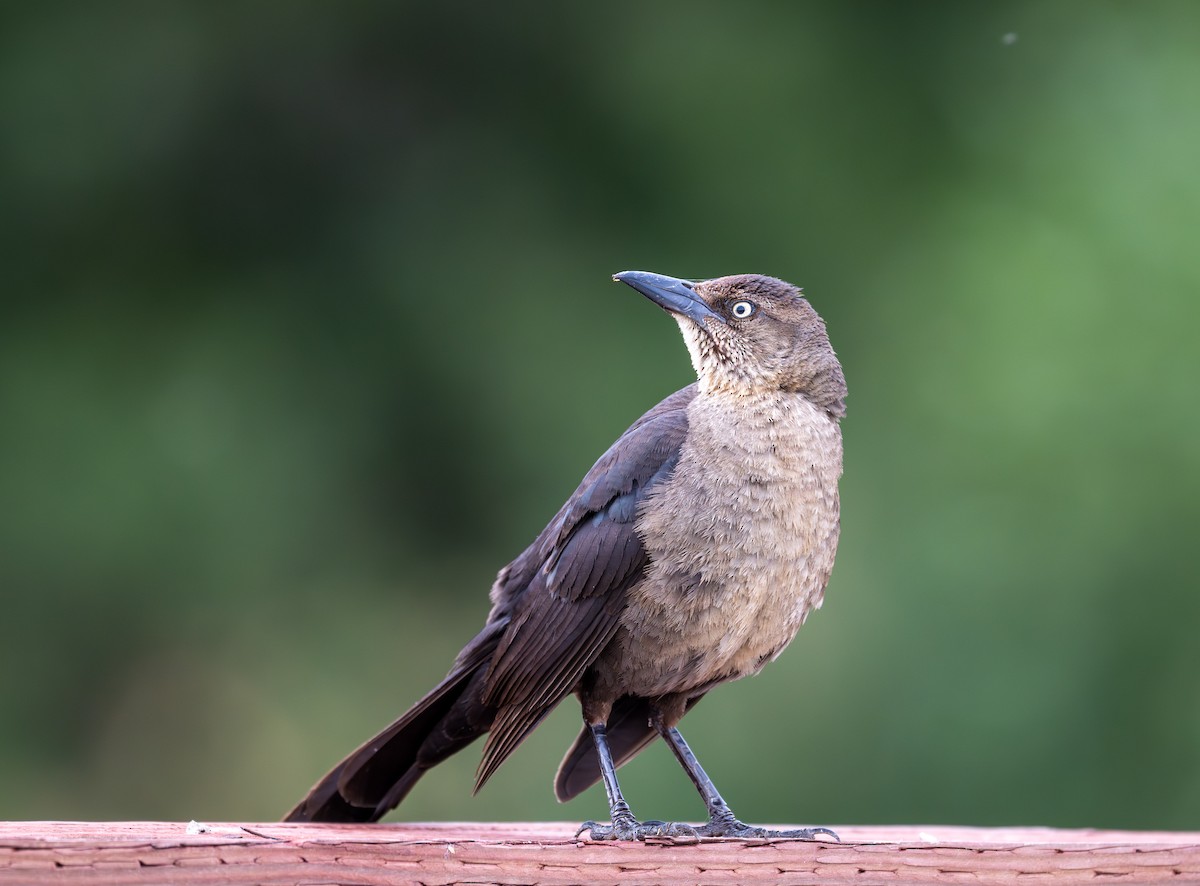 Great-tailed Grackle - ML621583444