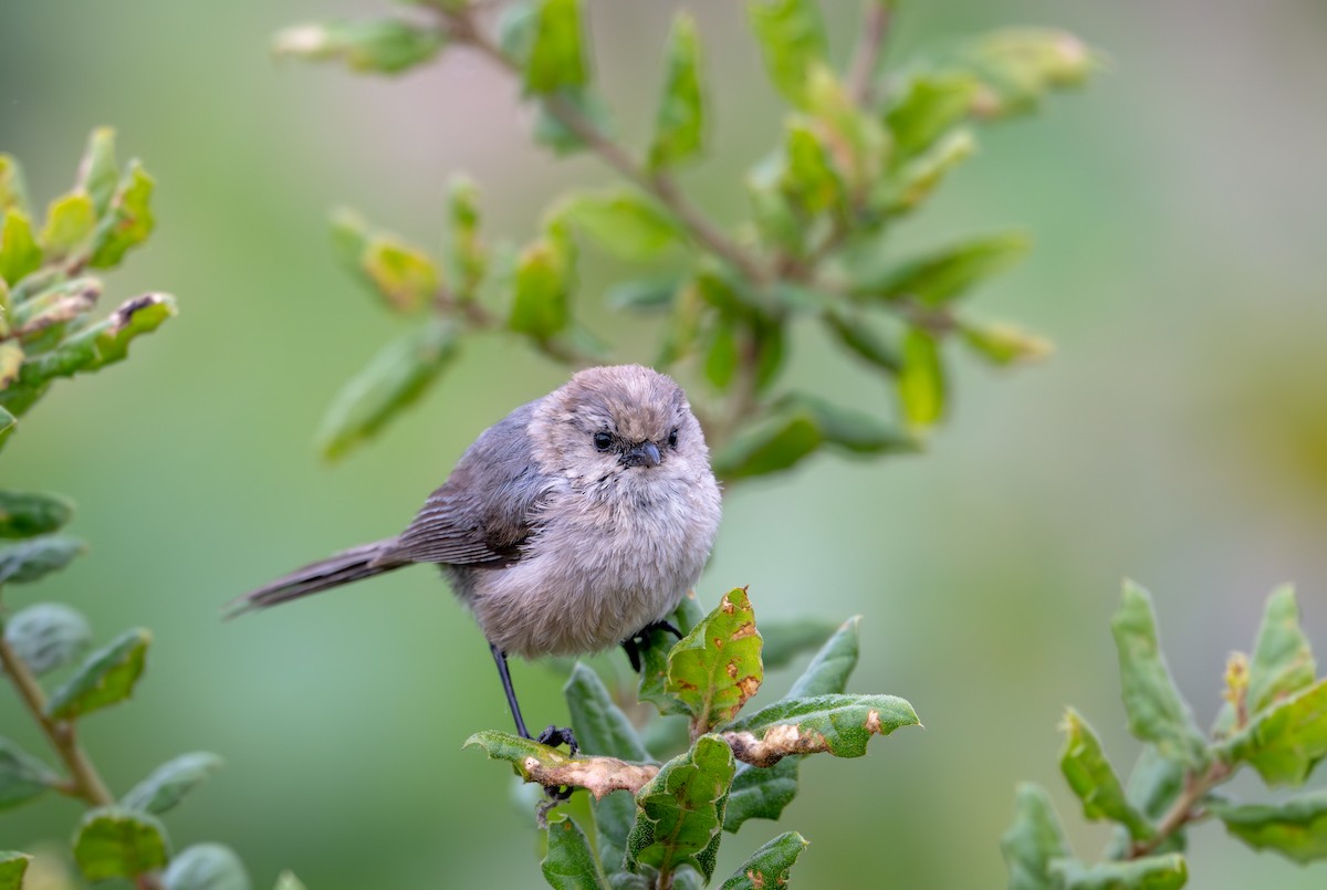 Bushtit (Pacific) - ML621583500