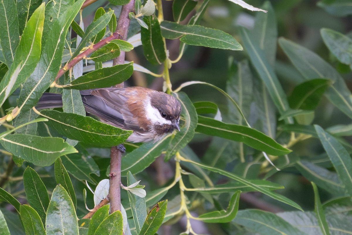 Chestnut-backed Chickadee - ML621583514