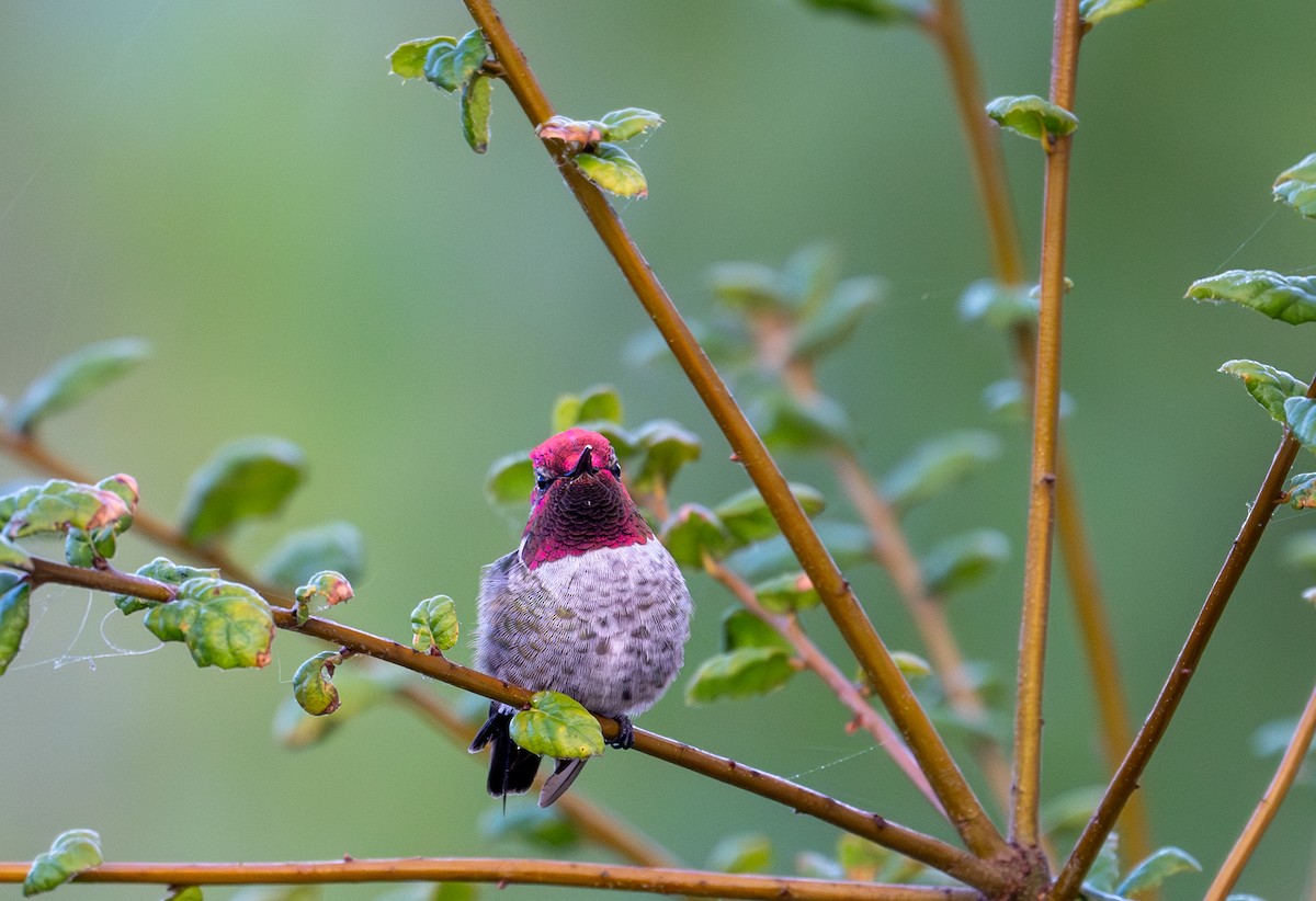 Anna's Hummingbird - ML621583524