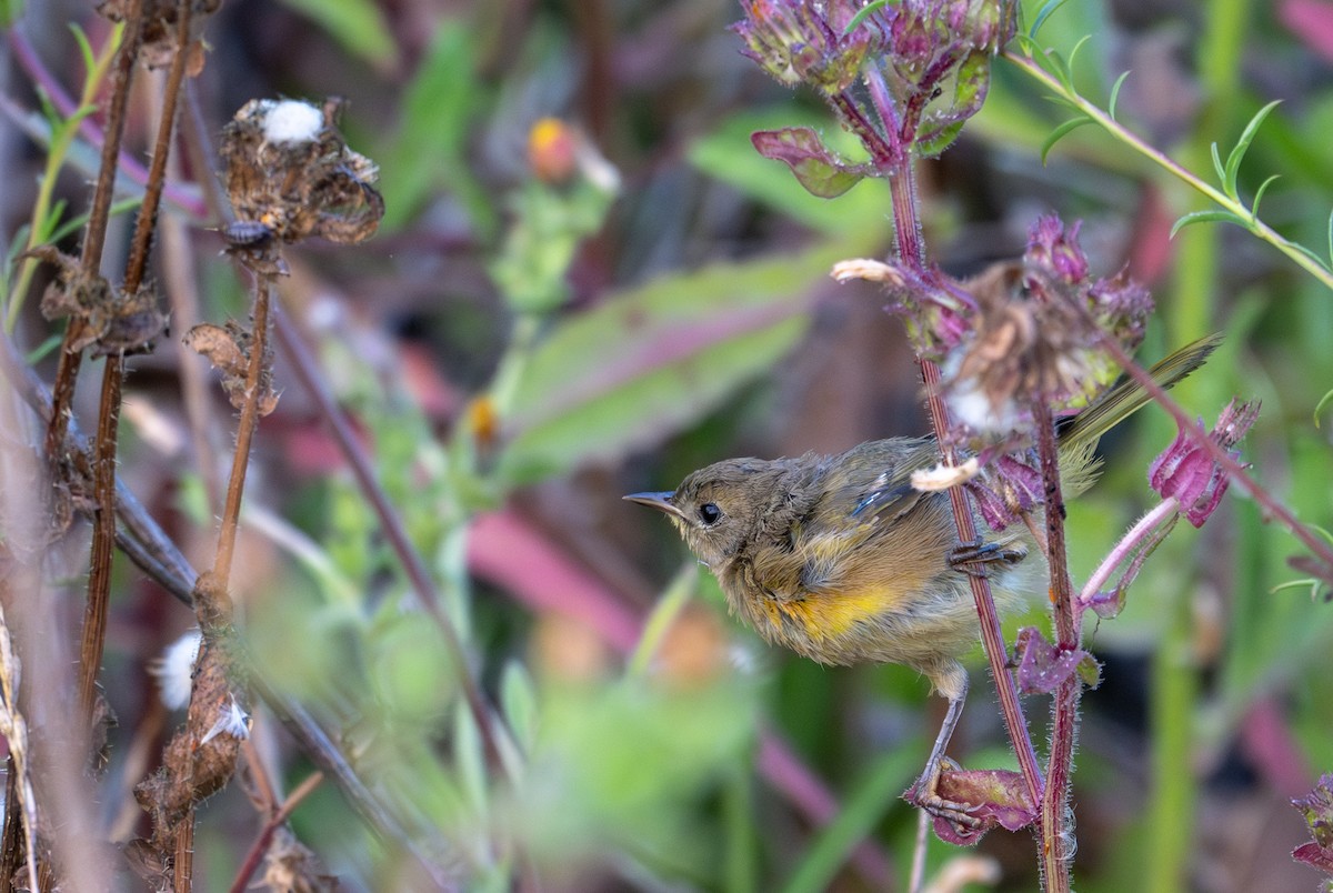 Common Yellowthroat - ML621583538