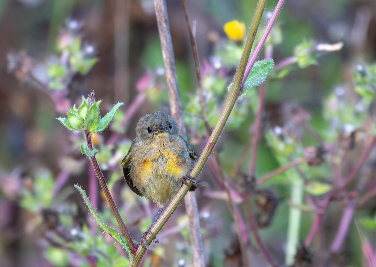 Common Yellowthroat - Herb Elliott