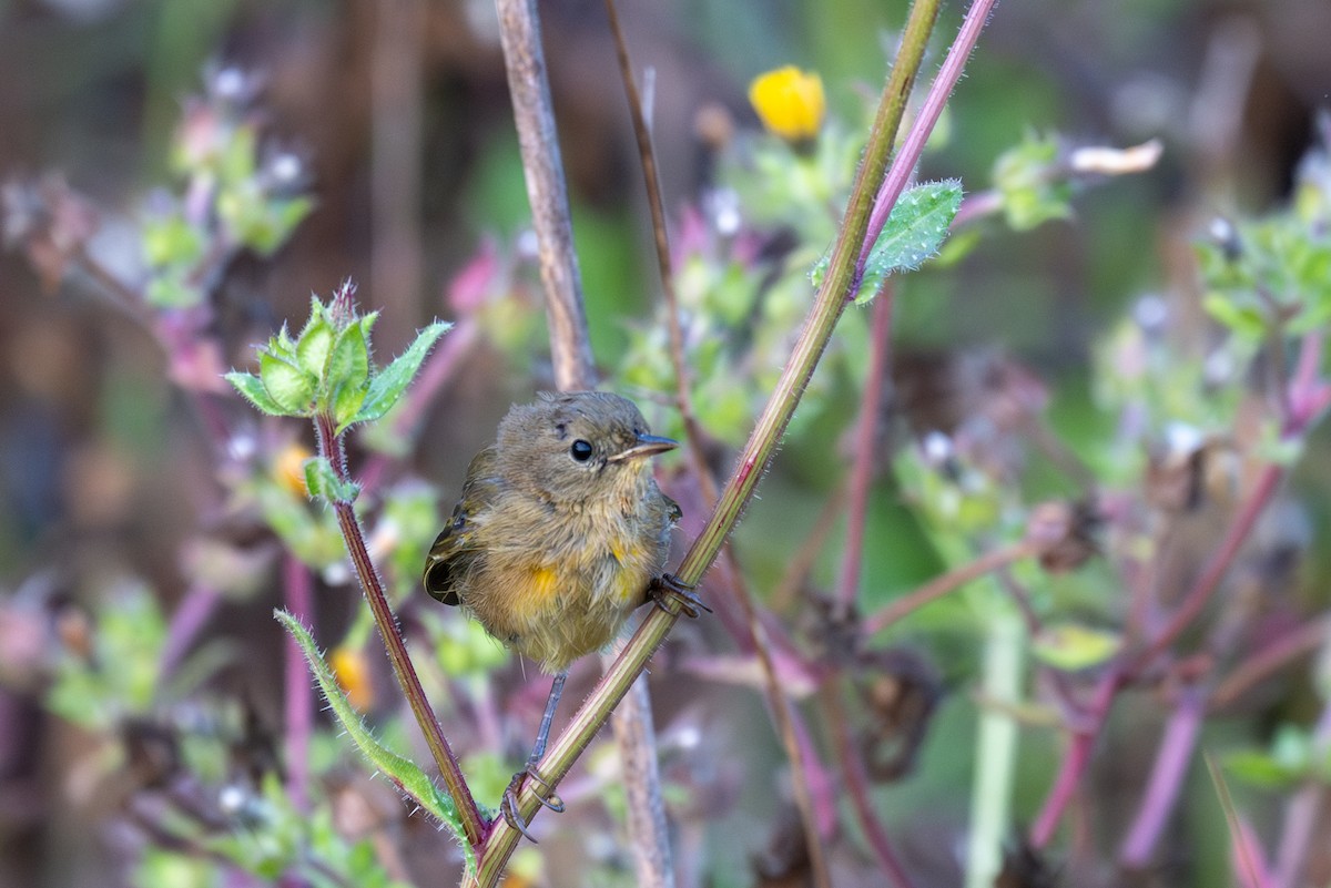 Common Yellowthroat - ML621583540