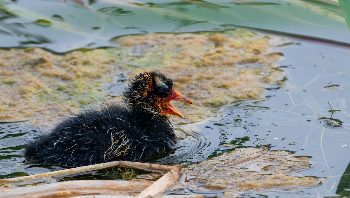 American Coot (Red-shielded) - ML621583543