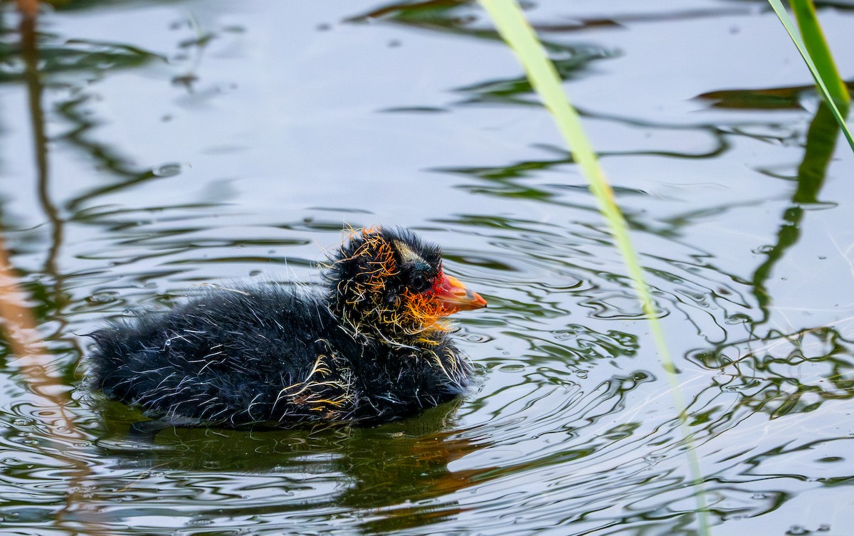 American Coot (Red-shielded) - ML621583545